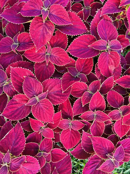 Canlı Coleus Bitkisi Kırmızı ve Mor Yaprakların Yakın Çekimi