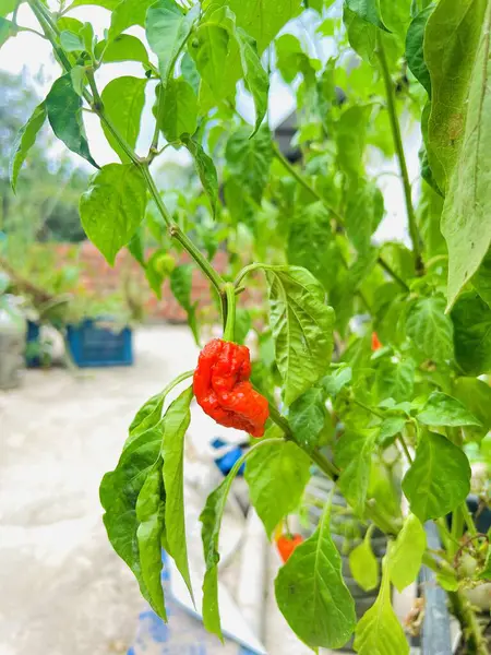 Carolina Biçici Chili Biber Bitkisinin Yakın Çekimi