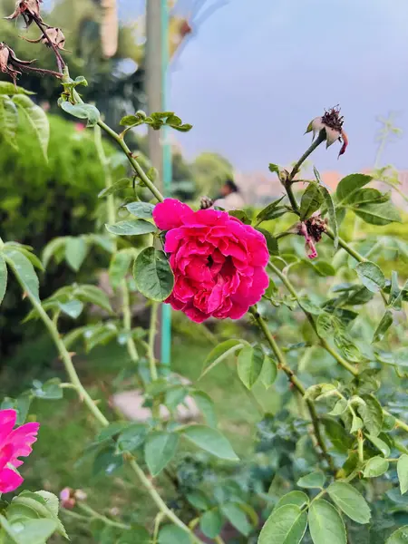 Doğanın Kucaklaşması 'nda Yeşil Çalı' nda Pembe Gül Çiçeği