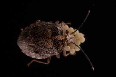 Koku böceği Antiteuchus Tripterus 'un yumurtalarıyla çekilmiş yüksek çözünürlüklü makro fotoğrafı. Bu görüntü böcek ebeveyn davranışlarını belgeliyor ve bilimsel olarak uygun.