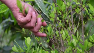 Kolombiya 'nın Cauca bölgesinin kırsal kesimindeki bir kokain fabrikasından yaprak toplayan bir adamın videosunu kapat. Görüntüler, geleneksel olarak elle biçme işlemini vurguluyor.