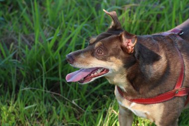 Açık ve koyu kahverengi kürklü, anlamlı bir burnu olan güzel bir köpek yeşil bir alanda konumlandırılmıştır. Görüntü köpek mutluluğunu yakalar, dil dışarı ve kulaklar yukarı, sakin bir açık hava ortamında.