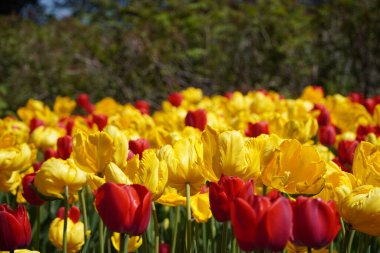 Ottawa, Ontario, Kanada, 12 Mayıs 2025: Dows Gölü Lale Festivali 'nde kırmızı ve sarı laleler.