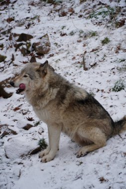 Montebello, Quebec, Kanada, 30 Kasım 2024: Parc Omega 'da gri bir kurt.