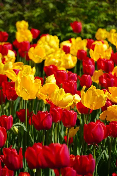 Ottawa, Ontario, Kanada, 12 Mayıs 2025: Dows Gölü Lale Festivali 'nde kırmızı ve sarı laleler.