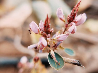 Bu güzel çiçek bahçede yetişiyor.
