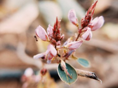 Bu güzel çiçek bahçede.