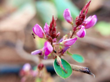 Bu güzel çiçek bahçede.