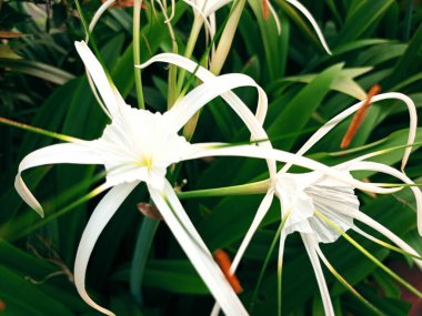 Bu bahçedeki güzel çiçekler