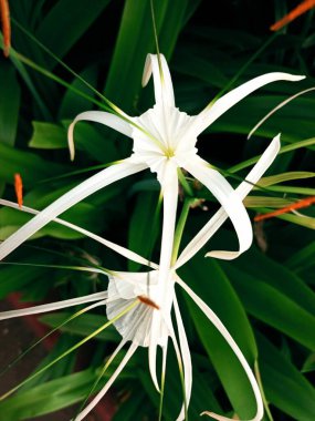 Bu bahçedeki güzel çiçekler