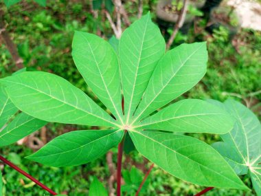 Güzel yapraklar, bahçede yetişiyor.
