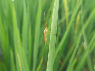 Bu pis böcek pirinç ağacına tünemiş.