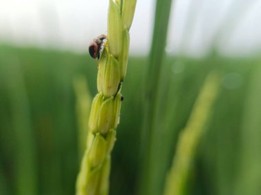 Bu güzel böcek pirinç ağacında.