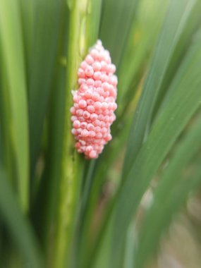 Bu çekirge yumurtaları pirinç yapraklarının üzerinde.