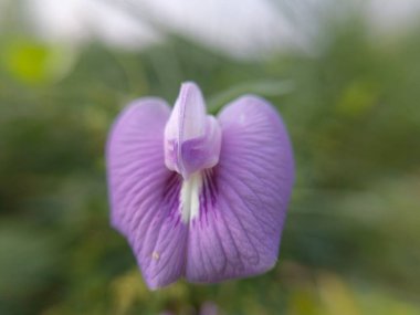 Bu güzel renkli çiçek bahçede yetişiyor.