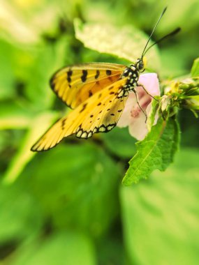 Çiçekteki güzel kelebek