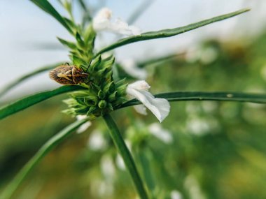 Güzel botanik fotoğrafı, doğal duvar kağıdı.