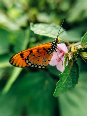 Yaprağın üzerinde kelebek