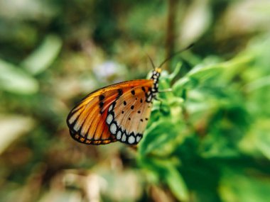 Bahçedeki güzel kelebek