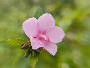 Bahçedeki güzel pembe çiçeklerin yakın görüntüsü