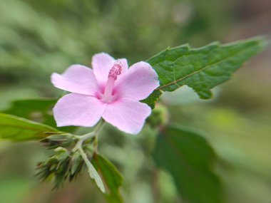 Bahçedeki güzel pembe çiçek