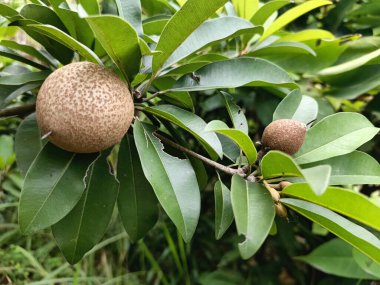 Yeşil yapraklı taze meyve.