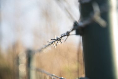 Dış çitlerin dikenli tellerine yakın plan, aşırı sığ alan derinliği, tek dikenli dikenlere keskin odak, ön planda bulanık metal direk ve yumuşak sonbahar renklerinde arka planda kaybolan çitler.