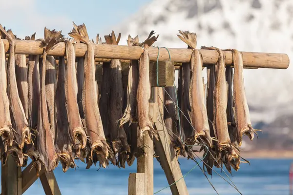 Güneş ışığında asılı ahşap askı, Gimsya Adası, Lofoten, Norveç 'te yakalanmış, karla kaplı dağlar arka planda bulanıklaşmış, geleneksel balıkçılık metodu açık bahar havasında gösteriliyor