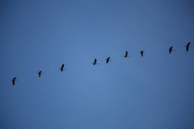 Açık mavi gökyüzüne doğru uçan vinç çizgileri, aşağıdan yukarıya doğru çekiliyor.  