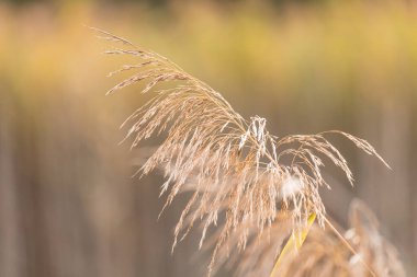 Genel sazlığın (Phragmites australis) üst kökleri Almanya 'da çekilmiş, bulanık doğal arkaplan ile yakın plan