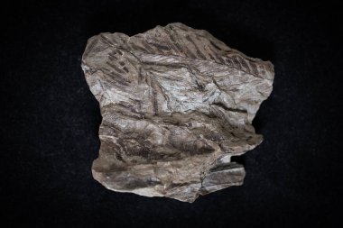Spitsbergen 'den fosil yapraklar ve yaprak izleriyle kumtaşı, stüdyo ortamında siyah arkaplanda fotoğraflanmış, tüm taş görünür, müze görüntüsüne benziyor.