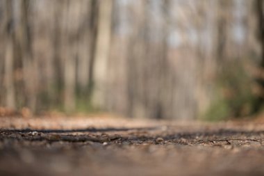 Görünür toprak ve yapraklarla odaklanmış orman zemininde, arka plan bulanıklaşır, odaklanamayan ağaç gövdeleri, dikey eksende derinlik ve durgun orman atmosferi yaratır..