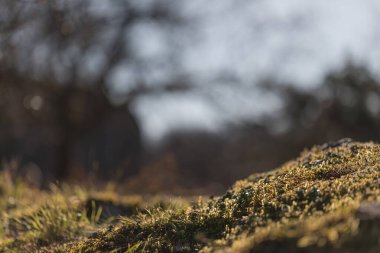 Yosun kaplı orman zeminine yakın planda küçük bitkiler ve sığ alan derinliği doğal yaz ışığı altında. Önplan odaklı, arkaplan hafifçe bulanık.
