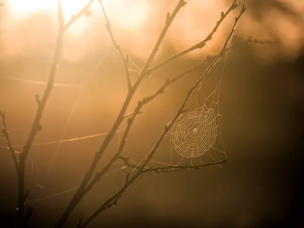 Çorak dallara kurulmuş güneşin sıcacık parıltısıyla aydınlatılan narin bir örümcek ağı.