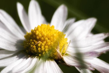 Bir papatya çiçeğinin makro görüntüsü, canlı sarı merkeze ve yumuşak beyaz yapraklara odaklanıyor, doğanın güzelliğini yakalıyor.
