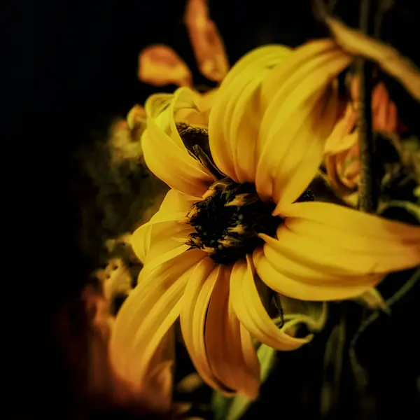 Çarpıcı bir yakın plan. Canlı, dar yapraklı, sarı yapraklı bir ayçiçeği. Dramatik bir etki yaratmak için koyu bir arkaplana kurulmuş.