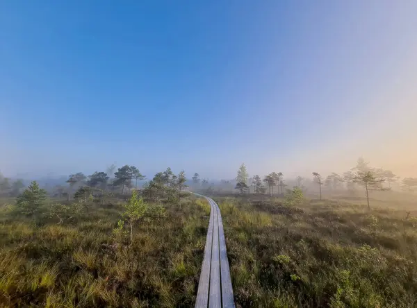 Şafak vakti, yemyeşil yemyeşil ve sakin bir atmosferle çevrili sisli bir bataklıkta süzülen ahşap bir patika.