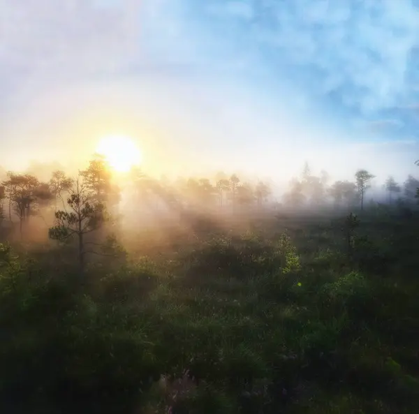 Güneşin doğuşuyla birlikte ağaçlara altın ışınlar saçan dingin, sisli Kemeri bataklığı.