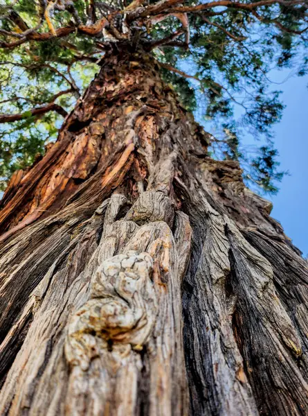 Aşağıdan görünen bir ağaç gövdesi mavi gökyüzüne karşı detaylı ağaç kabuğu dokusu sergiliyor.