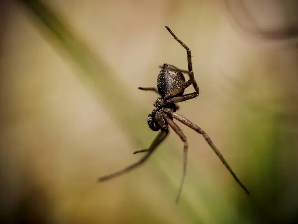 Örümceğin ağıyla doğal bir ortamda dinlenmesi yumuşak bir zemine karşı ağın karmaşık desenlerini sergiliyor.