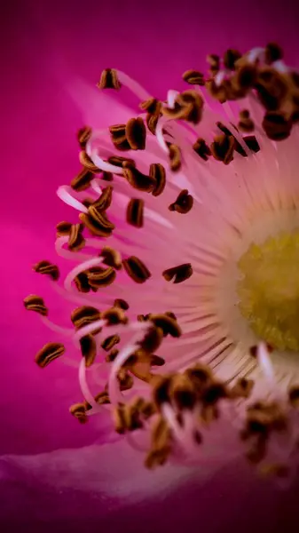 Pembe Rosa Canina çiçek merkezinin canlı bir yakın çekimi. Detaylı erkek ve taç yaprakları sergileniyor.
