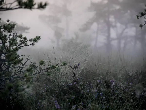 Ön planda mor kır çiçekleri olan sisli bir ormanda parıldayan narin bir örümcek ağı.