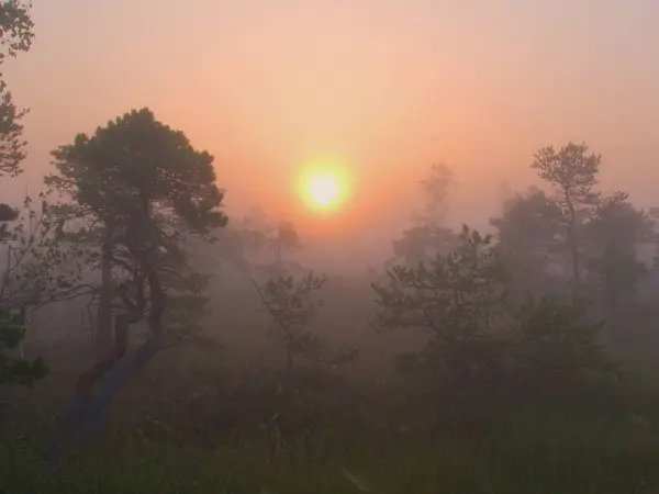 Güneşin doğuşuyla birlikte sakin, sisli bir bataklık ağaçların üzerine sıcak bir parıltı saçıyor, Kemeri, Letonya