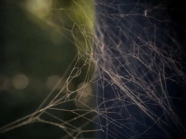 Yumuşak ışıkla aydınlatılan, narin desenleri ve doğal güzellikleri gözler önüne seren karmaşık bir örümcek ağının yakın çekimi.