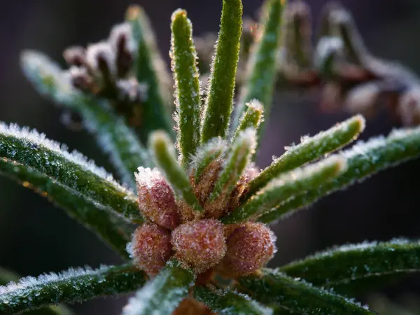 Yumuşak ışıkla aydınlatılan, yeni yeşil filizlerdeki, buzla kaplı çam tomurcuklarının yakın çekimi