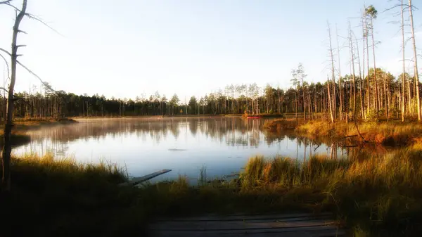Güneşin doğuşunda sakin bir bataklık gölü. Etrafı sisli ağaçlar ve yansımalarla çevrili ahşap bir kaldırım.