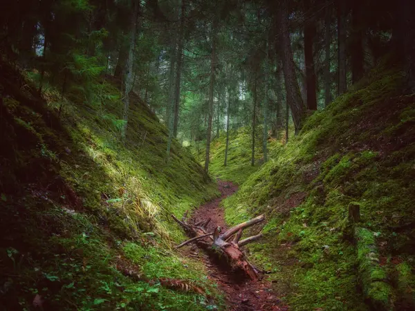 Yosun ormanlarında dar bir patika, doğa, ekoloji ve açık hava aktiviteleri için mükemmel.