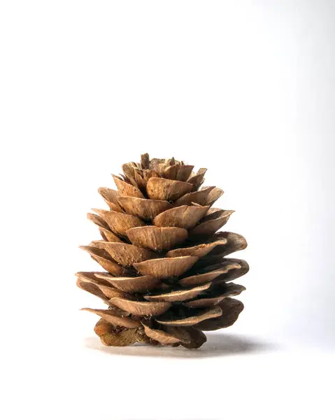 Beyaz arkaplandaki tek bir çam kozalağının yakın çekimi detaylı pullarını ve doğal kahverengi tonlarını gözler önüne seriyor. Doğa temalı projeler, mevsimlik el sanatları veya sonbahar tasarımları için mükemmel.