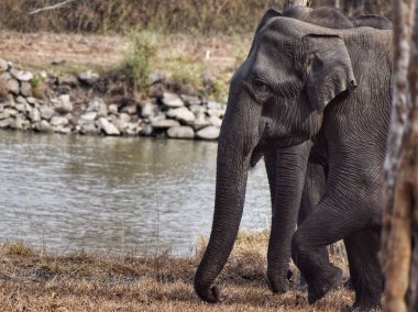 Kabini Ormanı 'nda huzurlu bir nehir kıyısında yürüyen iki görkemli Hint fili. Huzurlu ortamda kuru çimenler, kayalar ve sakin sular yer alıyor..