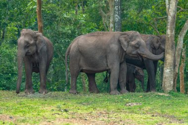 Hindistan 'ın Karnataka kentindeki Kabini Kaplan Barınağı' nda canlı yeşillikler arasında bir buzağı da dahil olmak üzere küçük bir Asya fil sürüsü..